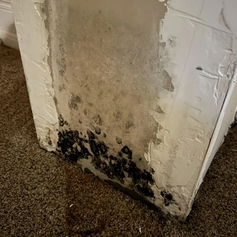 Professional Mold Removal in Lavalette, WV
